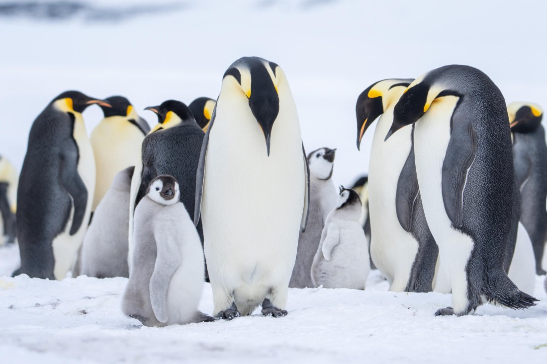 Antarctica, OTL23-23, EMPEROR, 08198.jpg © Wei Chen - Oceanwide Expeditions.jpg