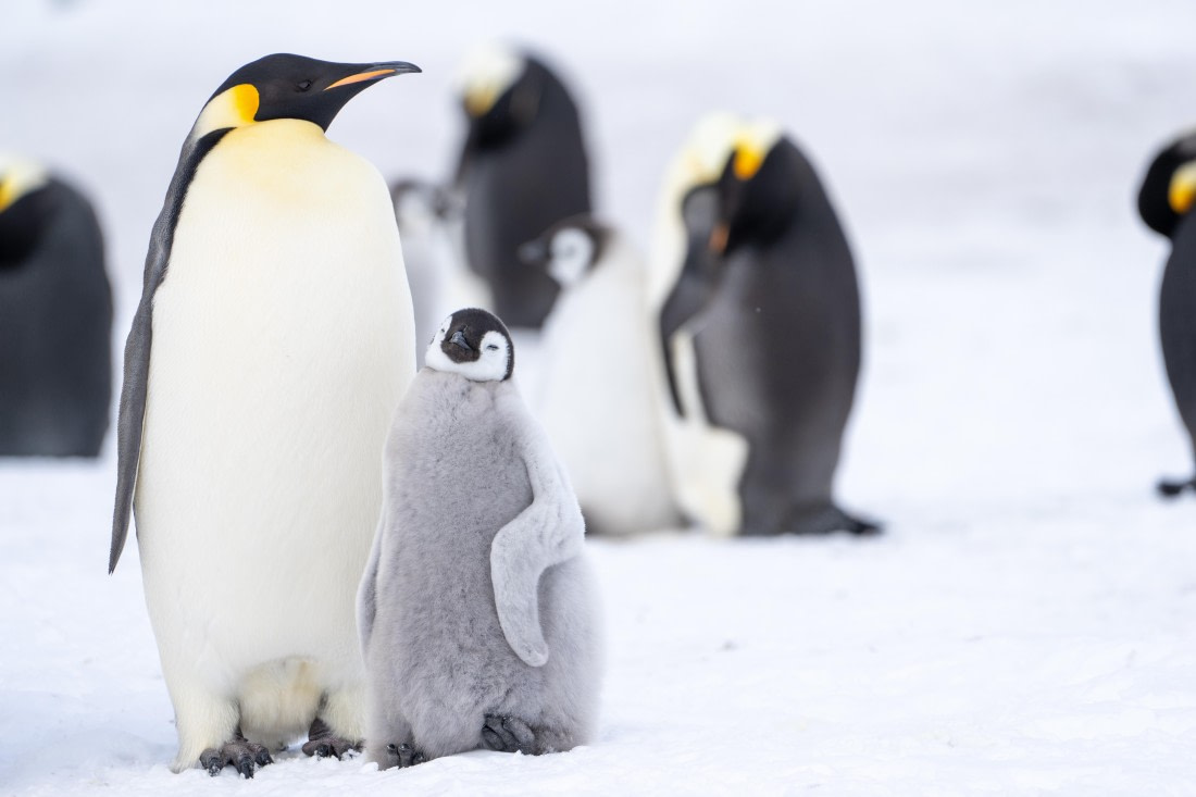 Antarctica, OTL23-23, EMPEROR, 08227.jpg © Wei Chen - Oceanwide Expeditions.jpg