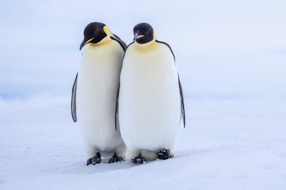 Antarctica, OTL23-23, EMPEROR, 08526.jpg © Wei Chen - Oceanwide Expeditions.jpg