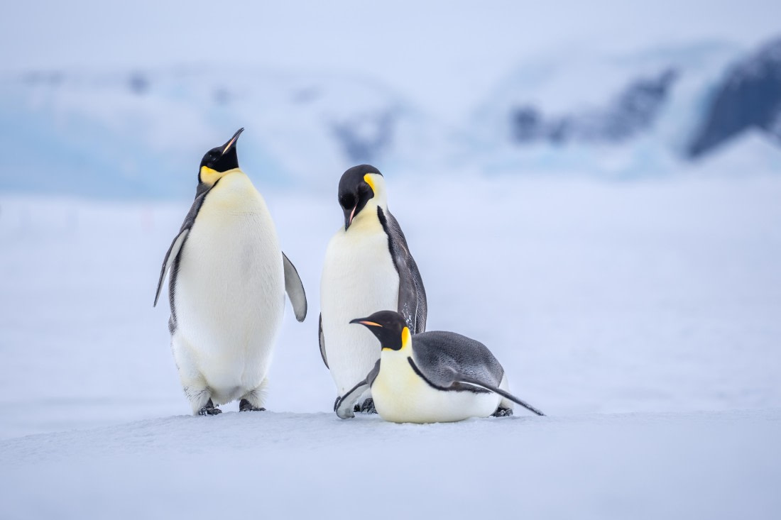 Antarctica, OTL23-23, EMPEROR, 08587.jpg © Wei Chen - Oceanwide Expeditions.jpg
