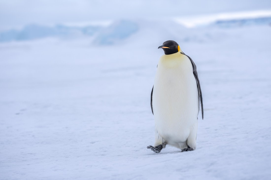 Antarctica, OTL23-23, EMPEROR, 08641.jpg © Wei Chen - Oceanwide Expeditions.jpg