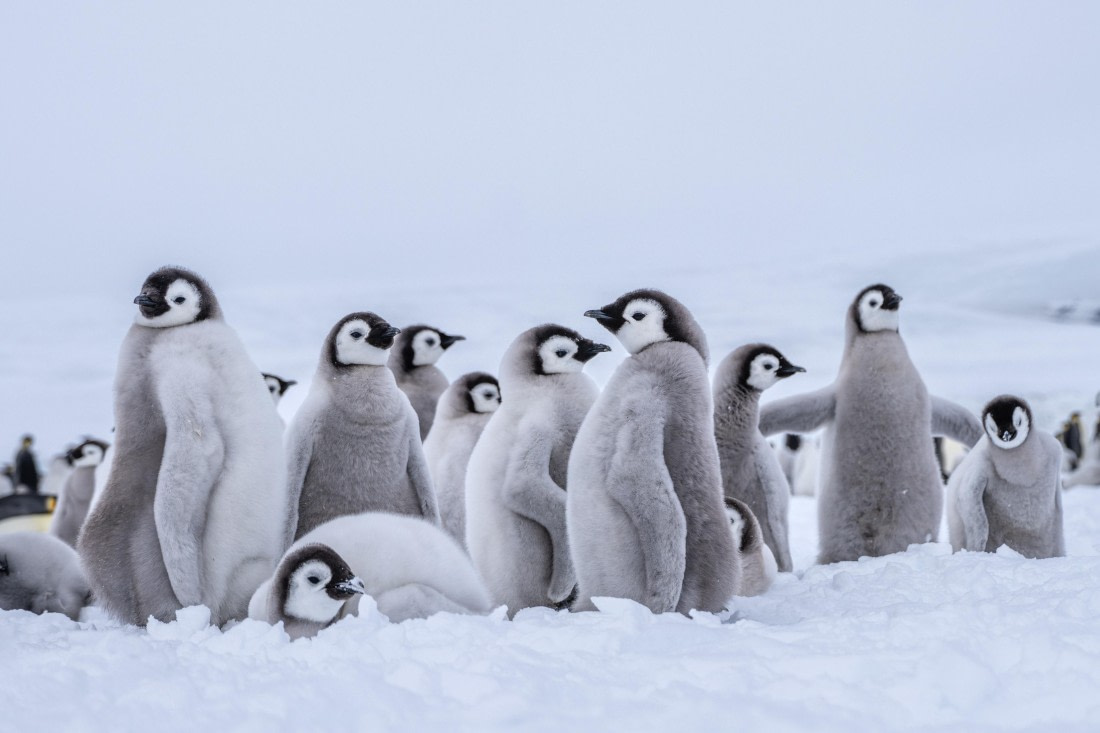 Antarctica, OTL23-23, EMPEROR, 04580.jpg © Wei Chen - Oceanwide Expeditions.jpg