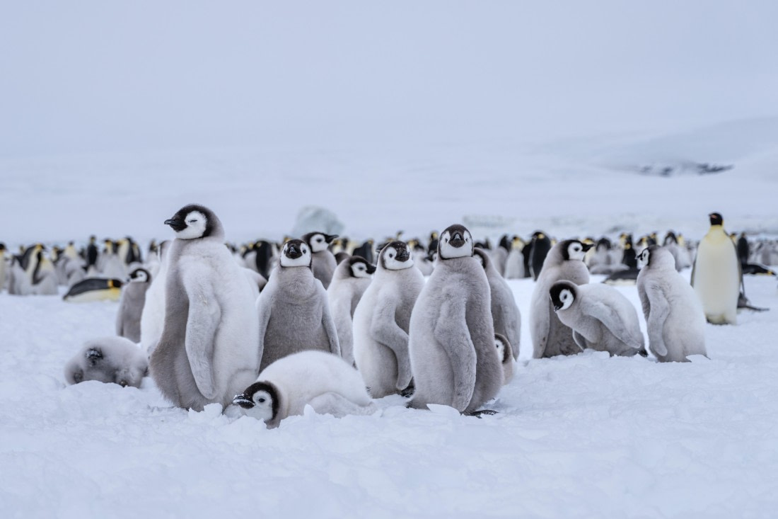 Antarctica, OTL23-23, EMPEROR, 04594.jpg © Wei Chen - Oceanwide Expeditions.jpg