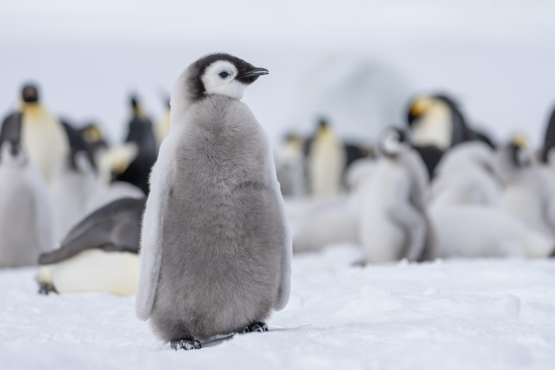 Antarctica, OTL23-23, EMPEROR, 07874.jpg © Wei Chen - Oceanwide Expeditions.jpg