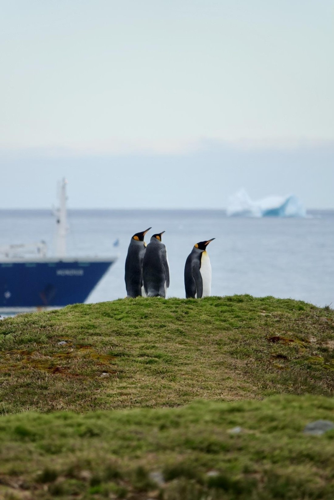 King Penguins_Hondius_South Georgia_St.Andrews