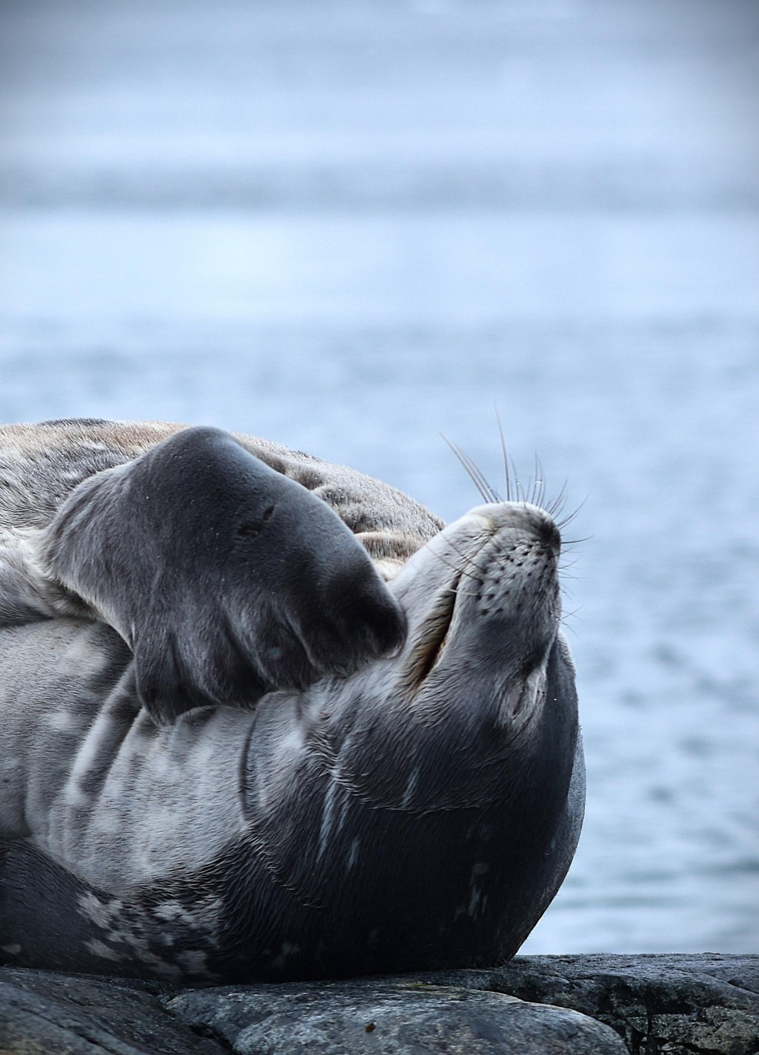 seal scratching neck
