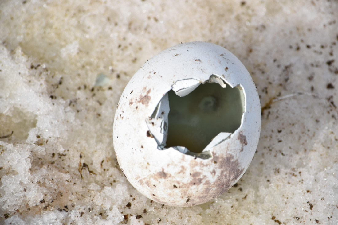 penguin eggshell