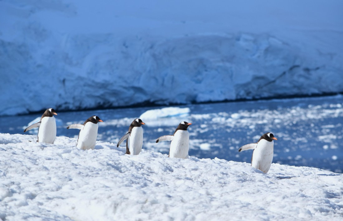 marching penguins