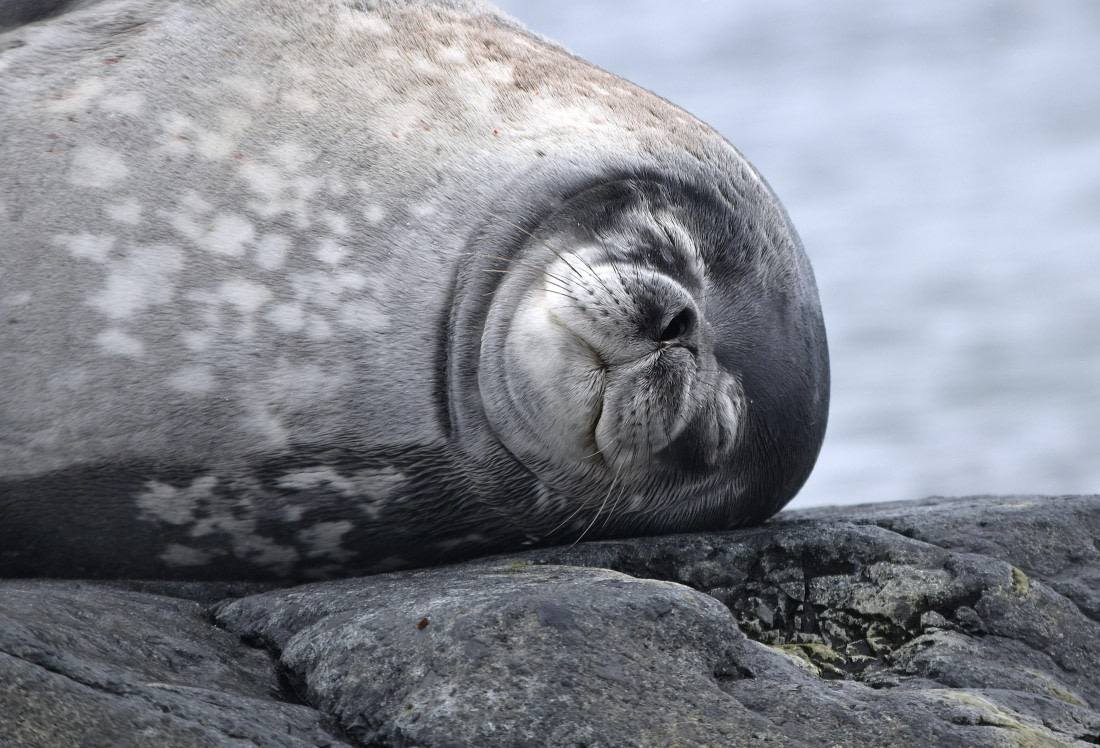 napping seal