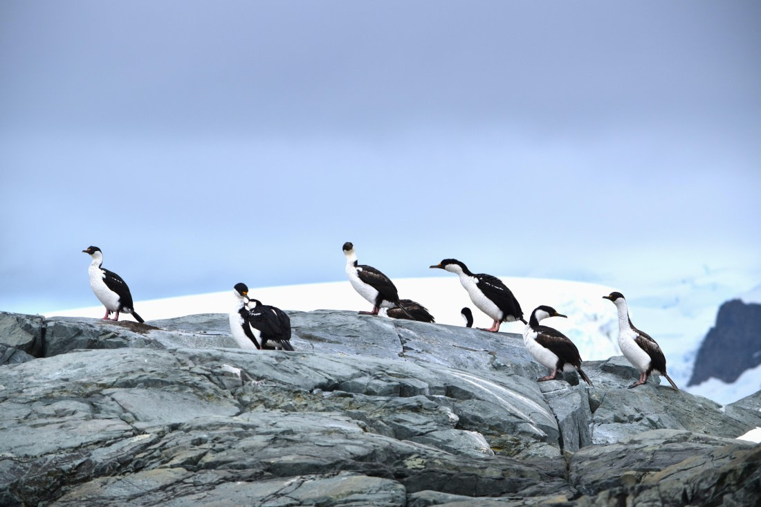 antarctic shags