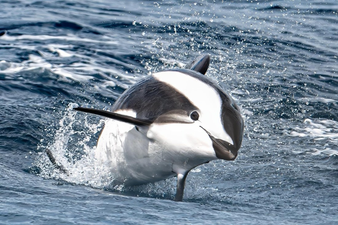 HDS28-25, Day 2, Ross hourglass dolphin © Ross Wheeler - Oceanwide Expeditions.jpeg