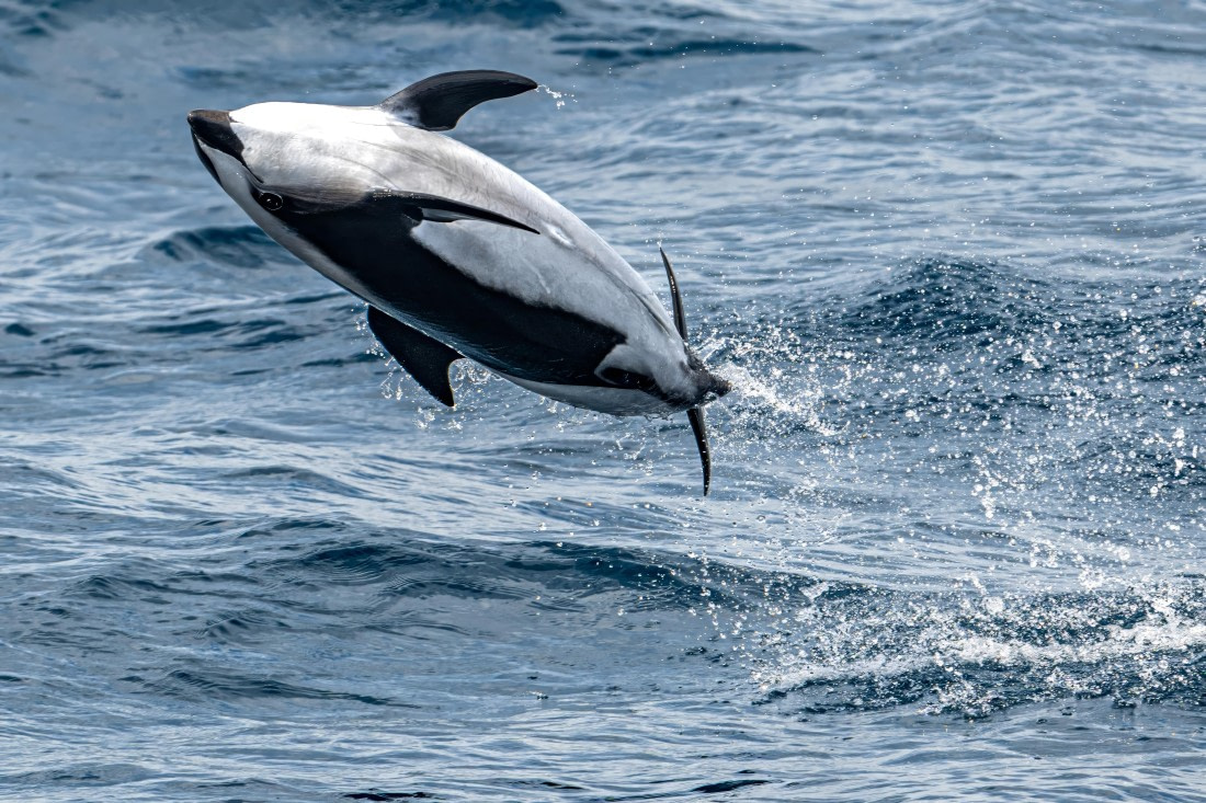 HDS28-25, Day 2, Ross hourglass dolphin 4 © Ross Wheeler - Oceanwide Expeditions.jpeg