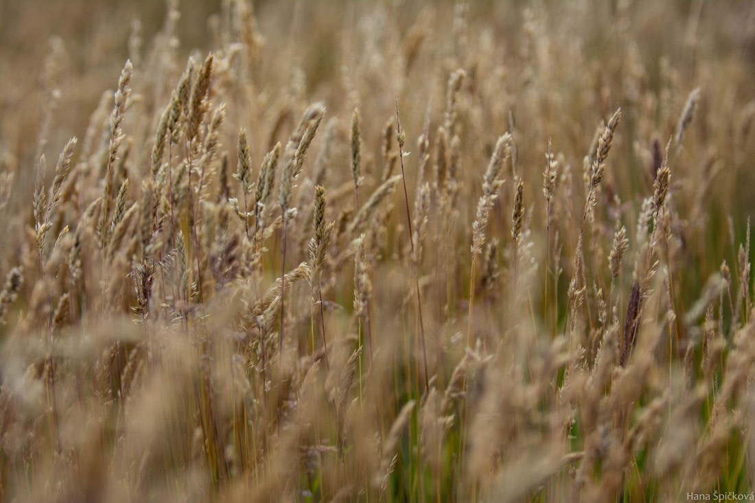 HDS28-25, Day 3, _DSC6299 © Hana Spickova - Oceanwide Expeditions.jpg