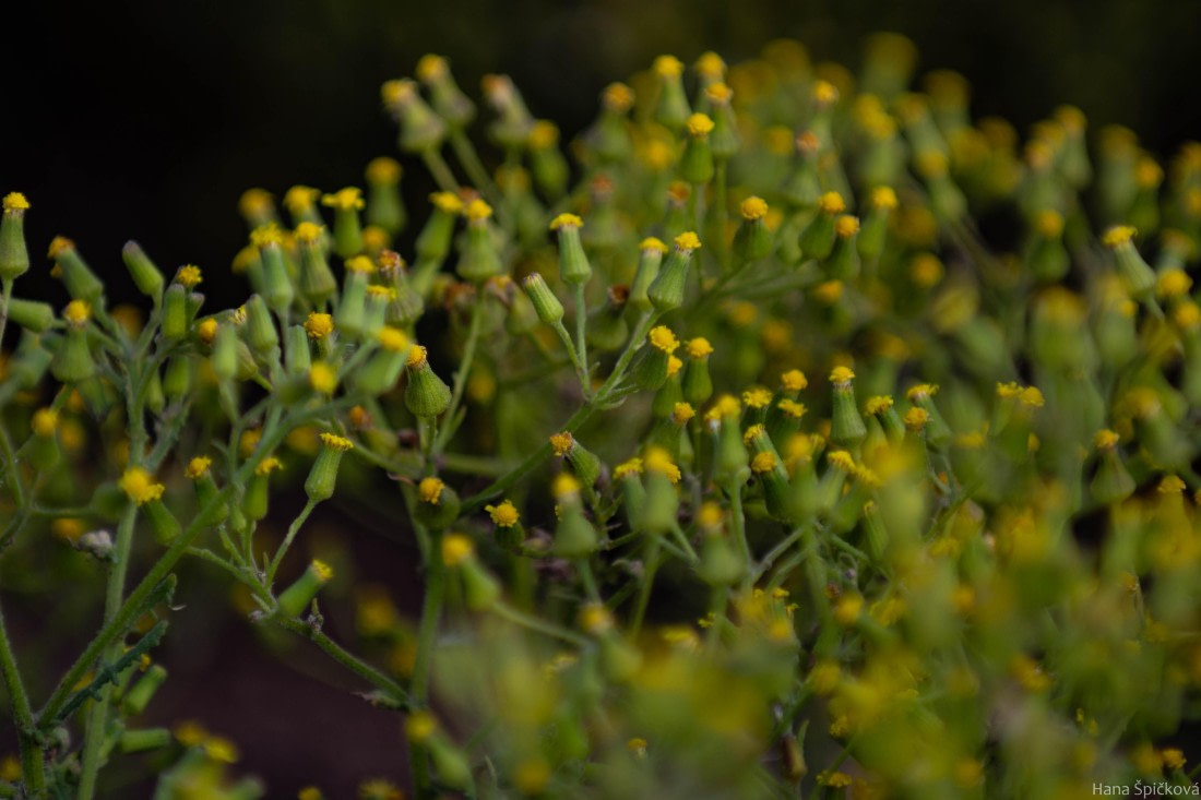HDS28-25, Day 3, _DSC6301 © Hana Spickova - Oceanwide Expeditions.jpg