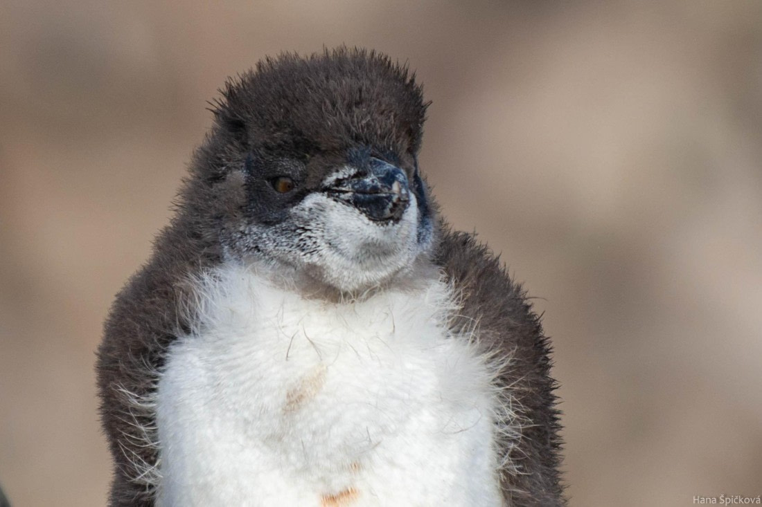 HDS28-25, Day 3, _DSC6302 © Hana Spickova - Oceanwide Expeditions.jpg