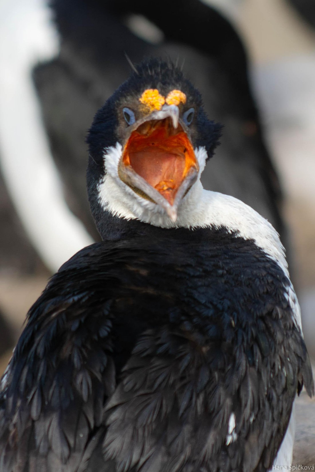 HDS28-25, Day 3, _DSC6303 © Hana Spickova - Oceanwide Expeditions.jpg