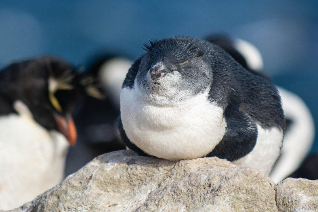 HDS28-25, Day 3, _DSC6304 © Hana Spickova - Oceanwide Expeditions.jpg