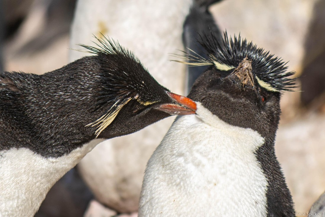 HDS28-25, Day 3, _DSC6313 © Hana Spickova - Oceanwide Expeditions.jpg