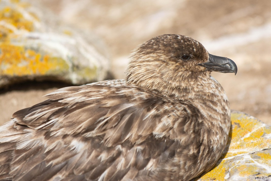 HDS28-25, Day 3, _DSC6315 © Hana Spickova - Oceanwide Expeditions.jpg