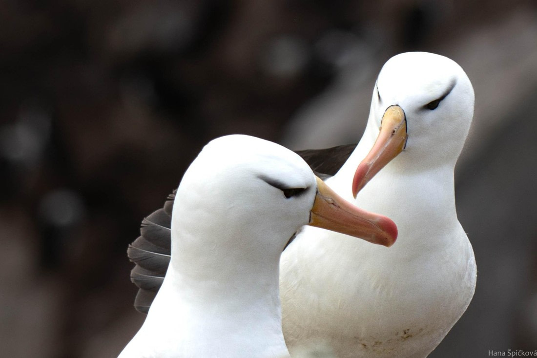 HDS28-25, Day 3, _DSC6321 © Hana Spickova - Oceanwide Expeditions.jpg