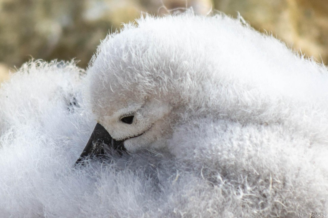 HDS28-25, Day 3, _DSC6327 © Hana Spickova - Oceanwide Expeditions.jpg