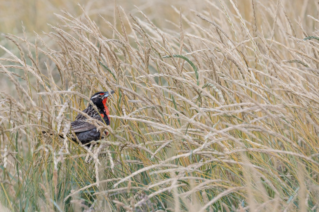 HDS28-25, Day 3, Ross Long Tailed Meadowlark © Ross Wheeler - Oceanwide Expeditions.jpg