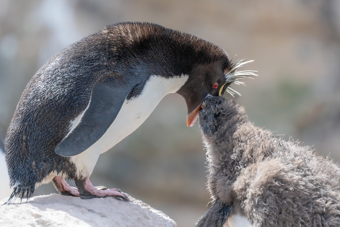 HDS28-25, Day 3, Ross Rockhopper © Ross Wheeler - Oceanwide Expeditions.jpg