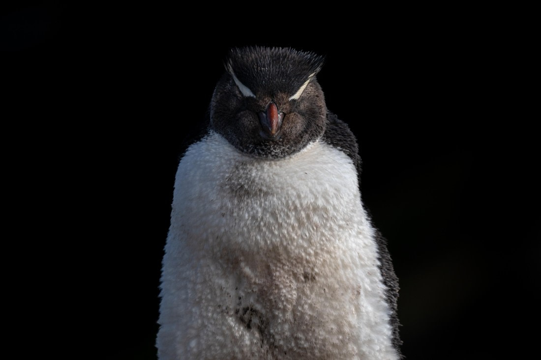 HDS28-25, Day 3, Ross Rockhopper-4 © Ross Wheeler - Oceanwide Expeditions.jpg