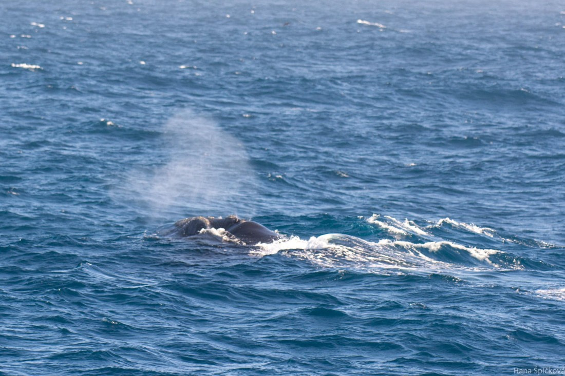 HDS28-25, Day 5, _DSC6387 © Hana Spickova - Oceanwide Expeditions.jpg