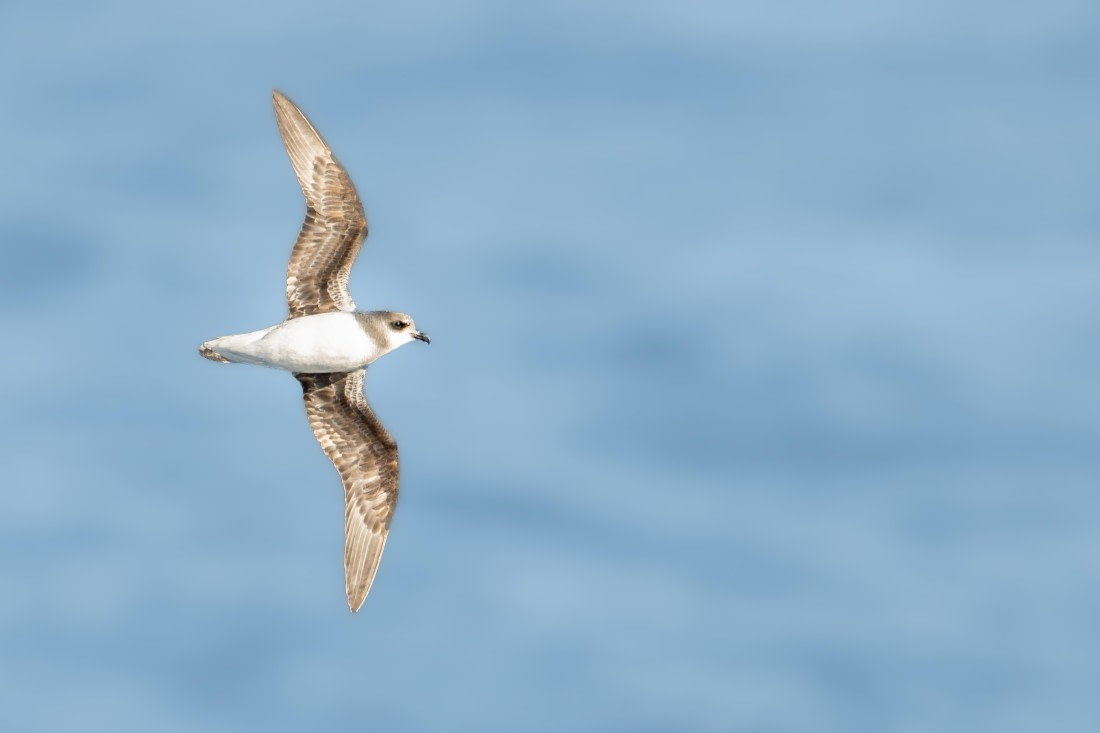 HDS28-25, Day 5, Ross Soft Plumaged © Ross Wheeler - Oceanwide Expeditions.jpeg