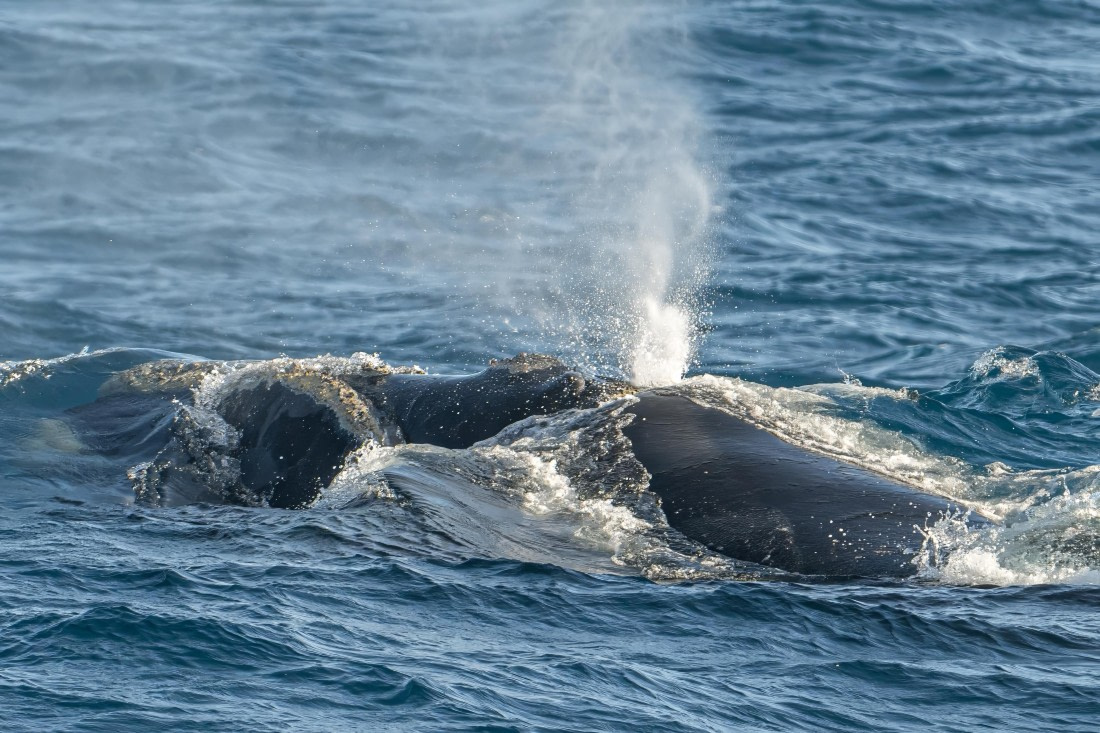 HDS28-25, Day 5, Ross Southern Right Whale (2) © Ross Wheeler - Oceanwide Expeditions.jpeg