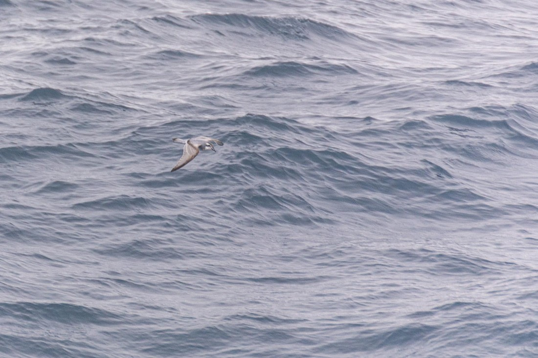 HDS28-25, Day 6, _DSC9841 © Unknown photographer - Oceanwide Expeditions.jpg