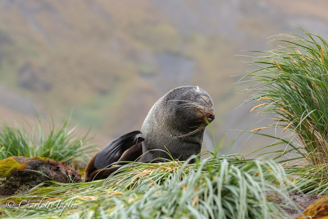 HDS28-25, Day 7, FZ1A3179 © Charlotte Taplin - Oceanwide Expeditions.jpg