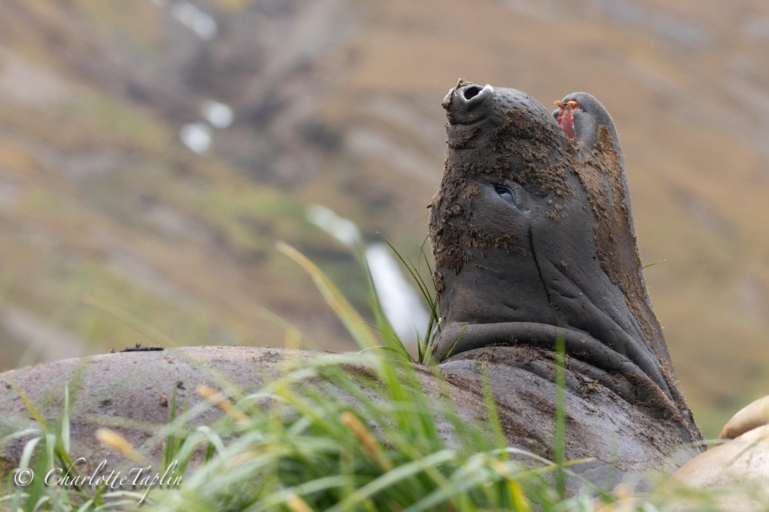 HDS28-25, Day 7, FZ1A3286 © Charlotte Taplin - Oceanwide Expeditions.jpg