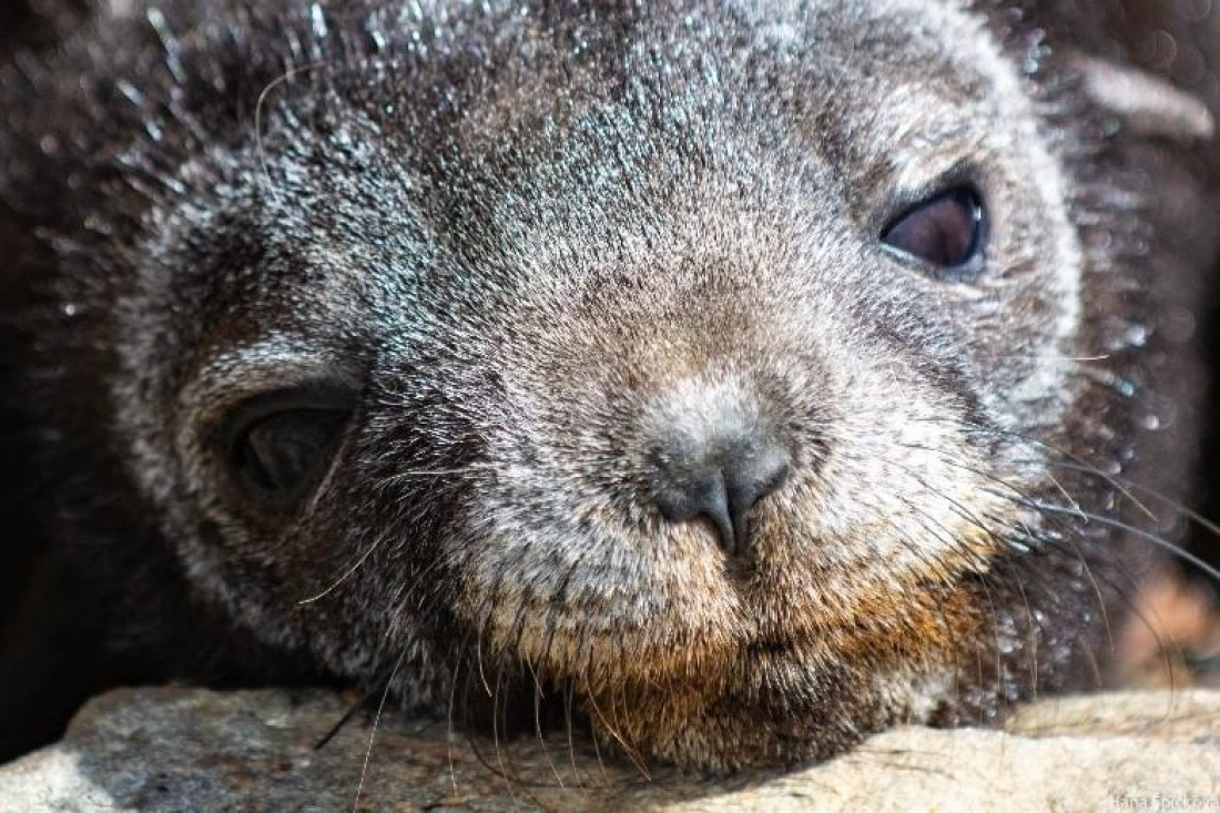 HDS28-25, Day 8, Picture67 © Hana Spickova - Oceanwide Expeditions.jpg