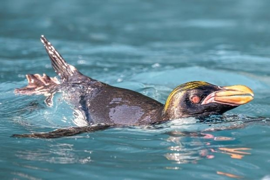 HDS28-25, Day 9, Picture70 © Unknown photographer - Oceanwide Expeditions.jpg