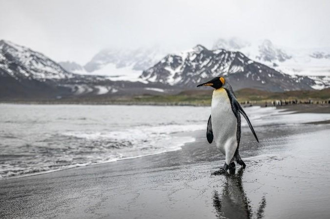 HDS28-25, Day 9, Picture74 © Unknown photographer - Oceanwide Expeditions.jpg