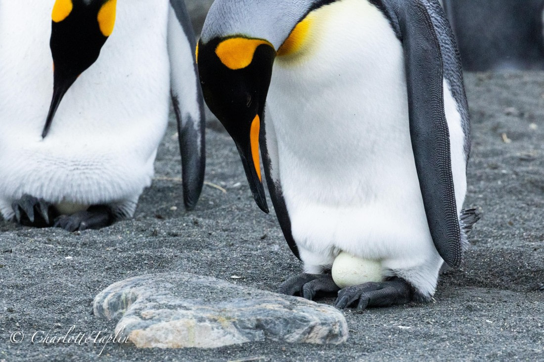 HDS28-25, Day 10, FZ1A3811 © Charlotte Taplin - Oceanwide Expeditions.jpg