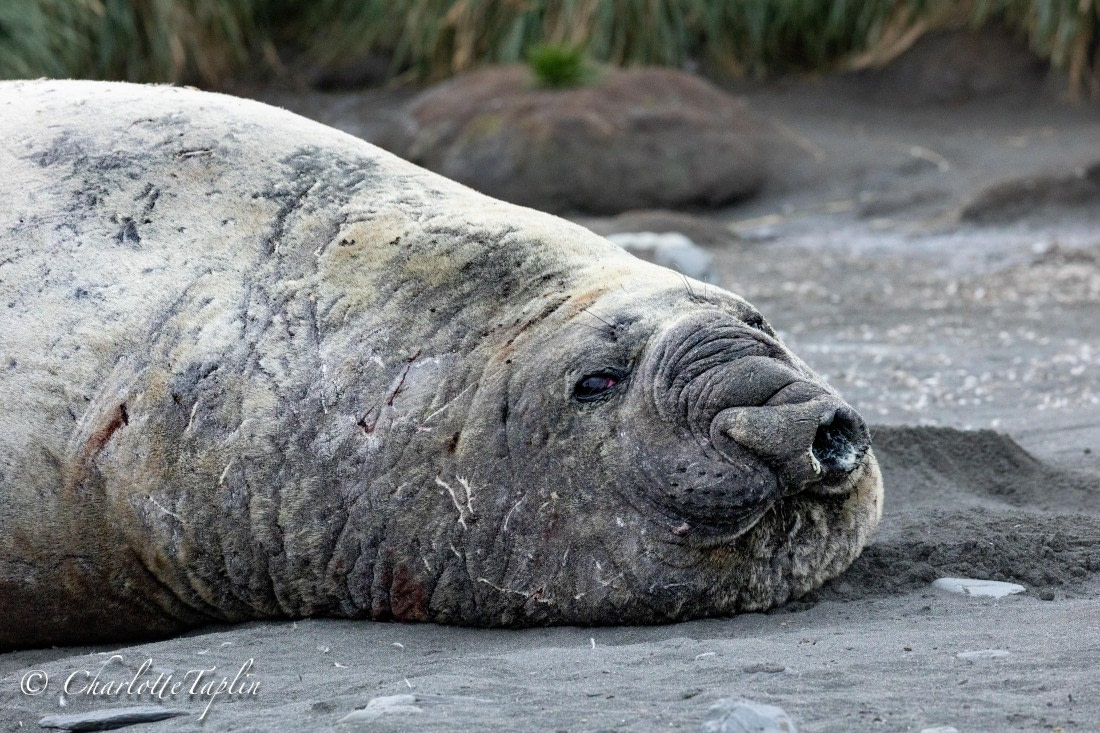 HDS28-25, Day 10, FZ1A3949 © Charlotte Taplin - Oceanwide Expeditions.jpg