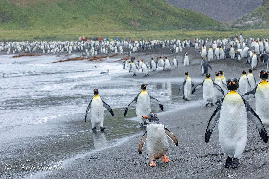 HDS28-25, Day 10, FZ1A3973 © Charlotte Taplin - Oceanwide Expeditions.jpg