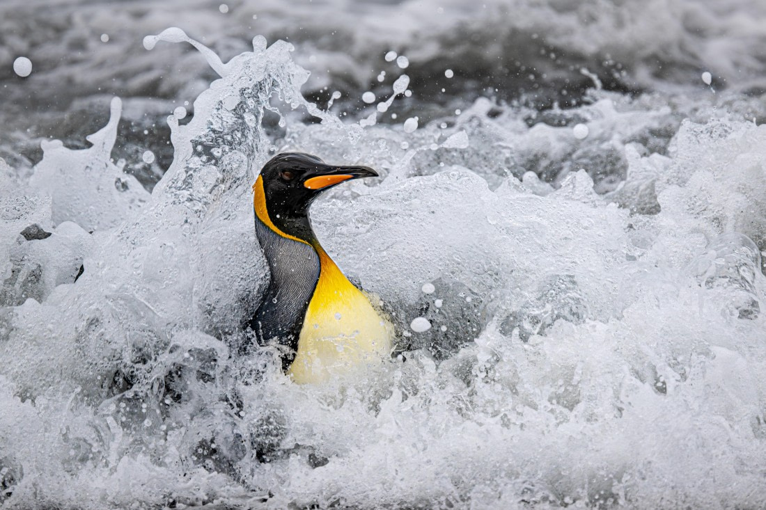 HDS28-25, Day 10, Ross Gold Harbour Penguins-6 © Ross Wheeler - Oceanwide Expeditions.jpg