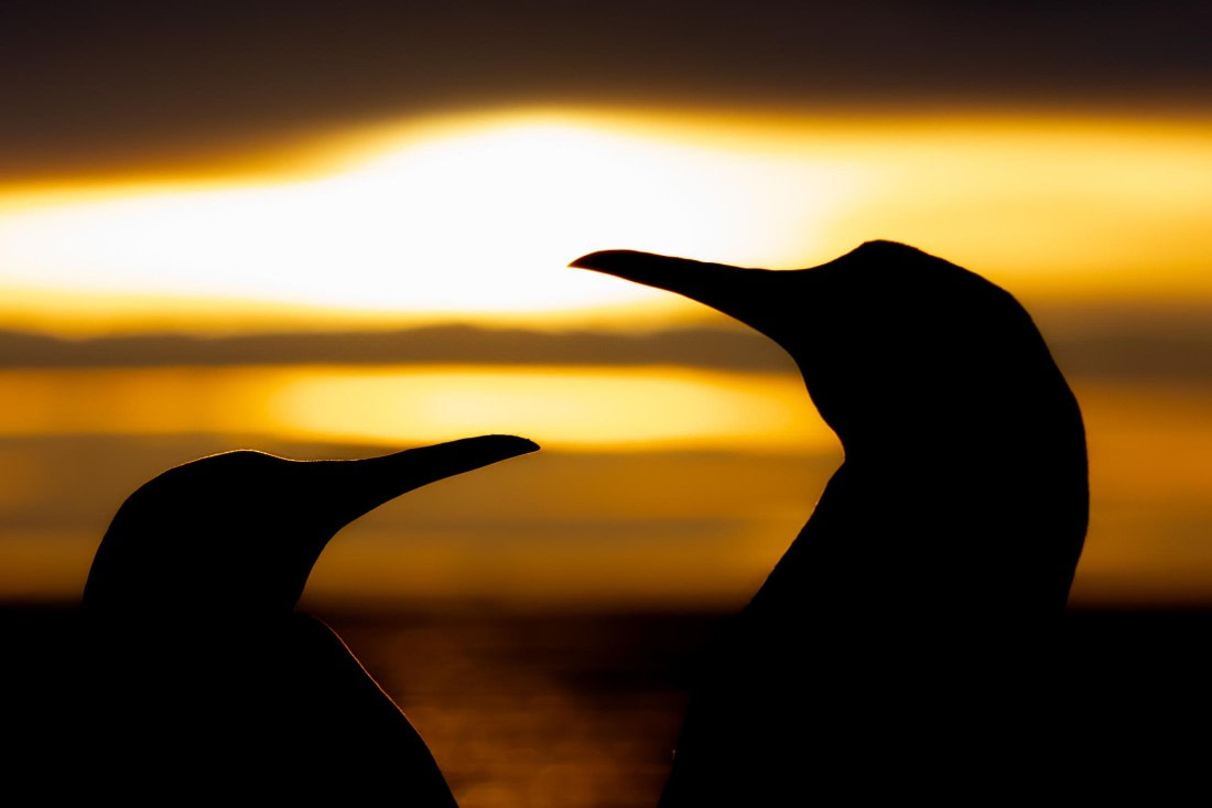 HDS28-25, Day 10, Ross Gold Harbour sunrise © Ross Wheeler - Oceanwide Expeditions.jpg