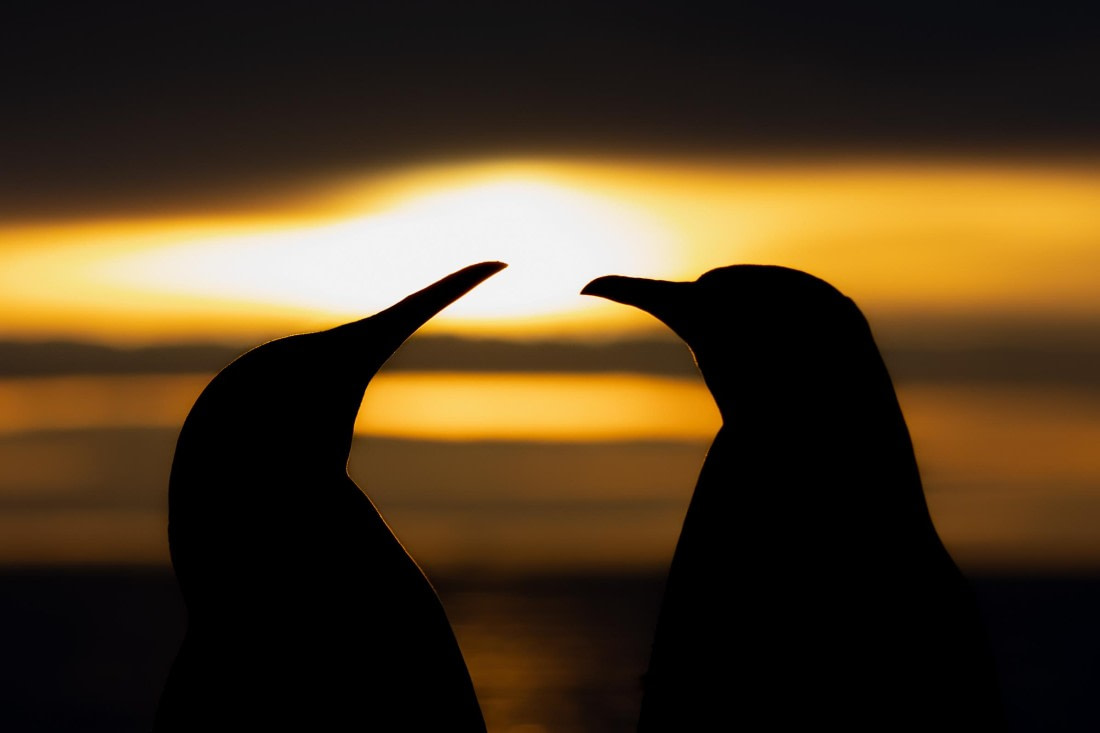 HDS28-25, Day 10, Ross Gold Harbour sunrise3 © Ross Wheeler - Oceanwide Expeditions.jpg