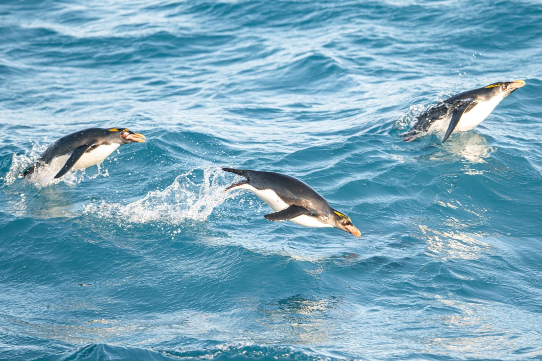HDS28-25, Day 10, Ross Leaving Cooper Bay © Ross Wheeler - Oceanwide Expeditions.jpg