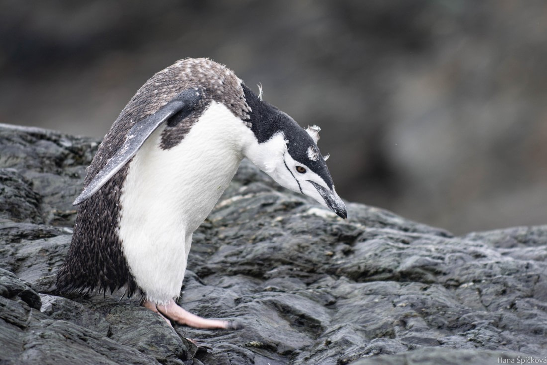 HDS28-25, Day 13, _DSC6556 © Hana Spickova - Oceanwide Expeditions.jpg