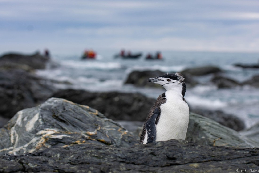 HDS28-25, Day 13, _DSC6559 © Hana Spickova - Oceanwide Expeditions.jpg