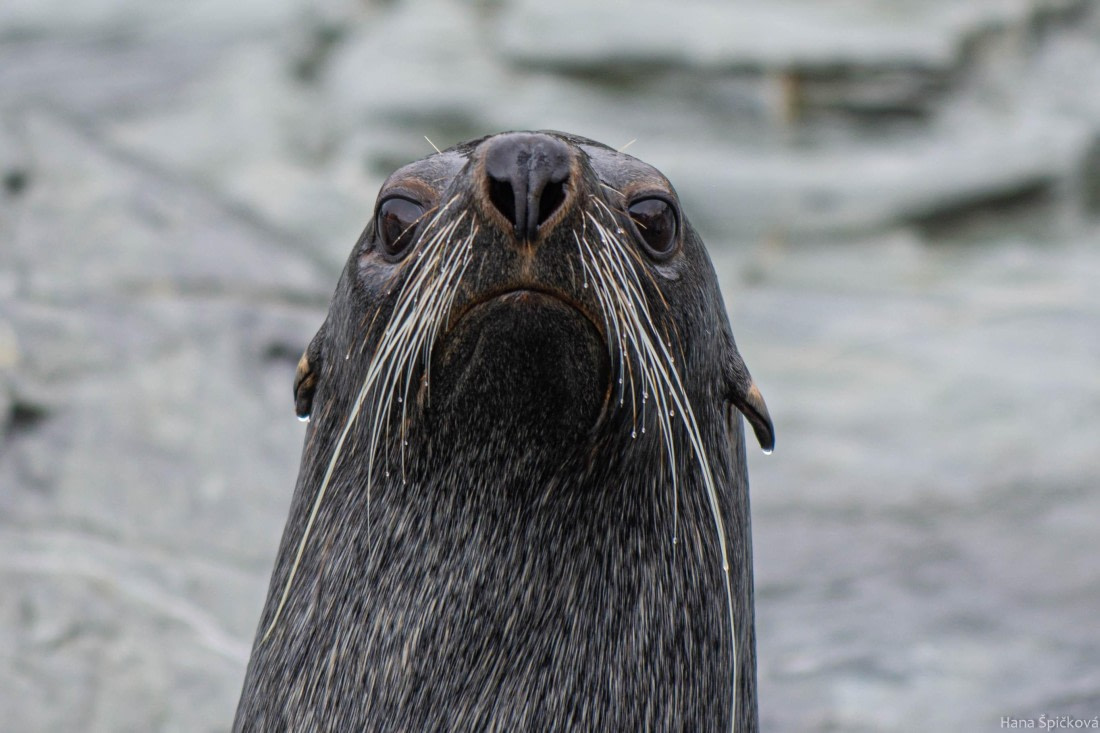 HDS28-25, Day 13, _DSC6571 © Hana Spickova - Oceanwide Expeditions.jpg