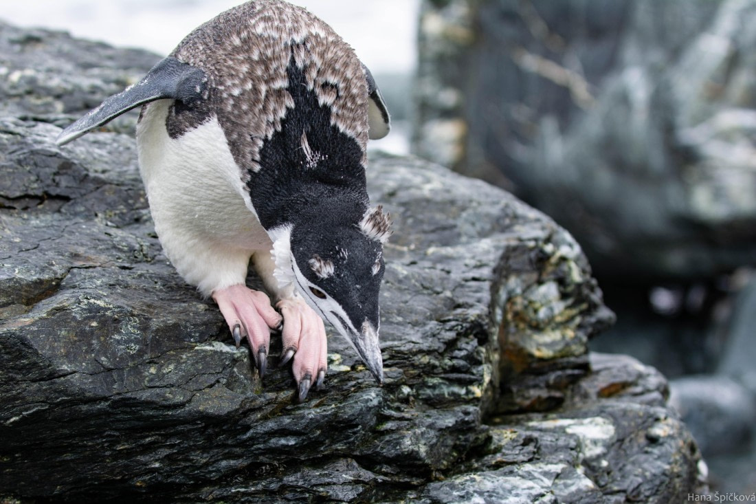 HDS28-25, Day 13, _DSC6582 © Hana Spickova - Oceanwide Expeditions.jpg