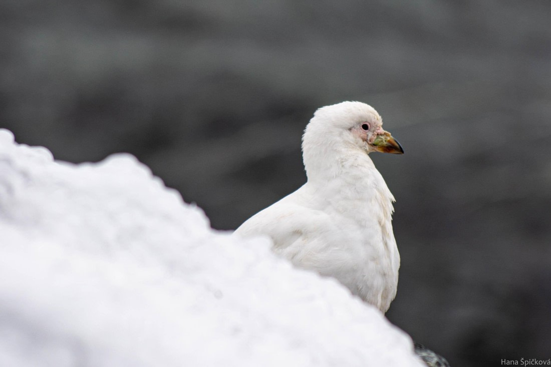 HDS28-25, Day 13, _DSC6588 © Hana Spickova - Oceanwide Expeditions.jpg