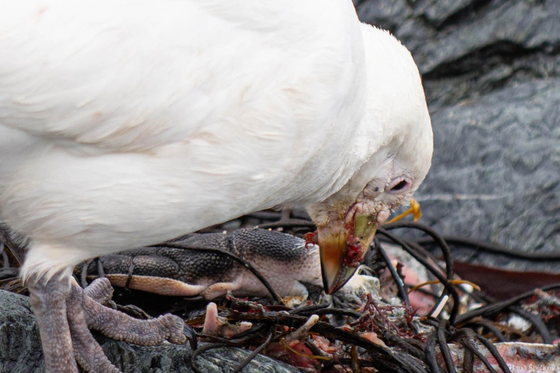 HDS28-25, Day 13, _DSC6595 © Hana Spickova - Oceanwide Expeditions.jpg